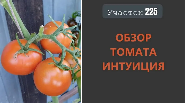 Томат Интуиция. Не подведет, НО…