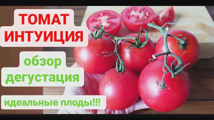 Кистевой ТОМАТ ИНТУИЦИЯ!!! Какие отличные качества имеет? Дача удачи