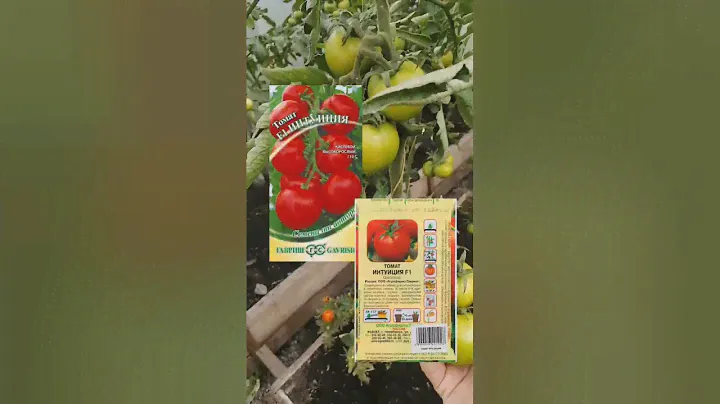 Обзор теплицы: томаты Евпатор, Интуиция, Купец Лось #дачарайвасильева #семенаалтая  #гавриш #аэлита