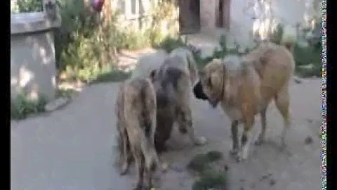 Дорогой Амулет и молодые собаки питомника