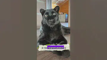 Красивая черная кошка!