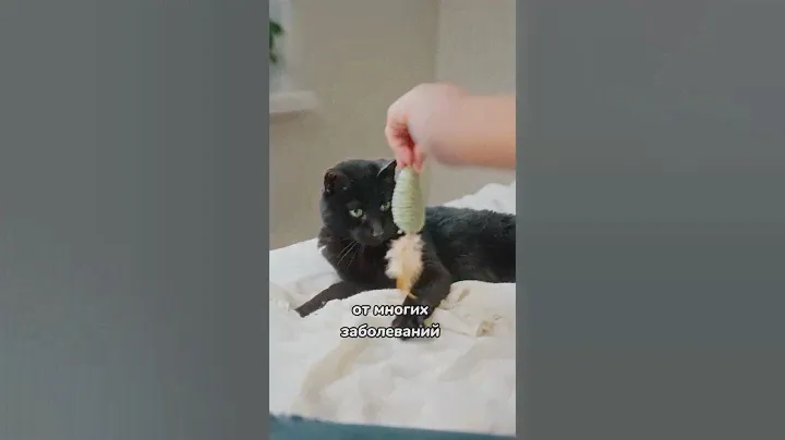 Правда про черных кошек