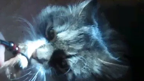 Реакция кота - на коготь Волка )))