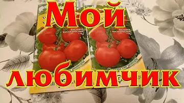 Томат Интуиция мой любимчик