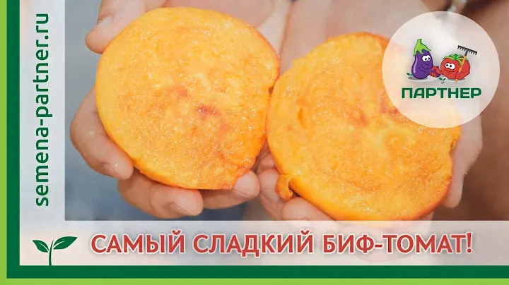 САМЫЙ СЛАДКИЙ БИФ-ТОМАТ – СОКРОВИЩЕ ИНКОВ F1