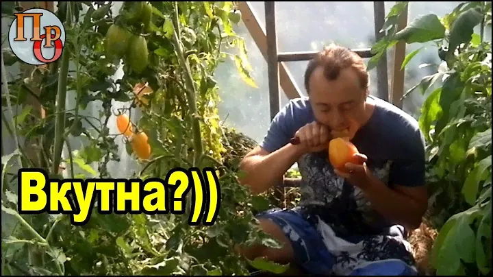 Сокровище инков F1 - дегустация и взвешивание.