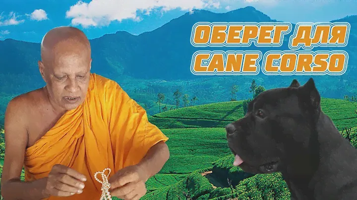 Как мы покупали оберег для собаки кане корсо на Шри Ланке. #canecorso #srilanka