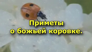Приметы о божьей коровке.