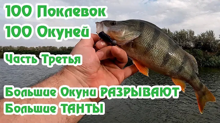 100 Поклевок 100 Окуней / Часть 3 / Окунь уничтожает Танту / Crazyfish Arion ASRE832L / Fishmir /