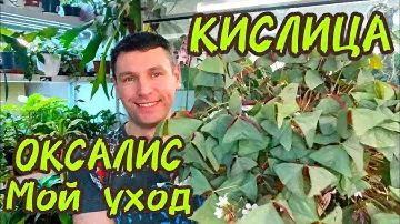ОКСАЛИС & КИСЛИЦА / МОЙ УХОД ПРОЩЕ ПРОСТОГО / ЦВЕТОК ДЛЯ НОВИЧКА