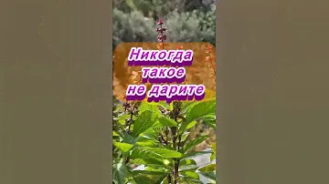 Никогда такое не дарите