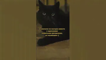 Черная кошка. Найди пятно.